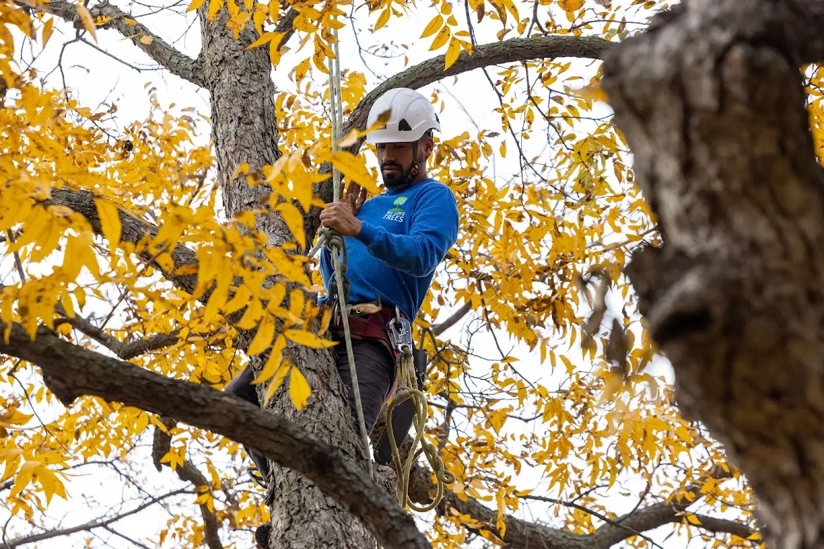 Skilled Storm Damage Cleanup crew working in Camden